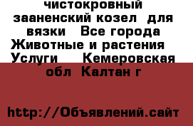 чистокровный зааненский козел  для вязки - Все города Животные и растения » Услуги   . Кемеровская обл.,Калтан г.